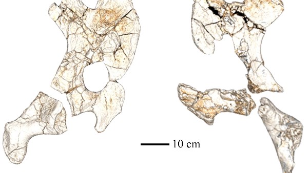 جانب من الاكتشاف