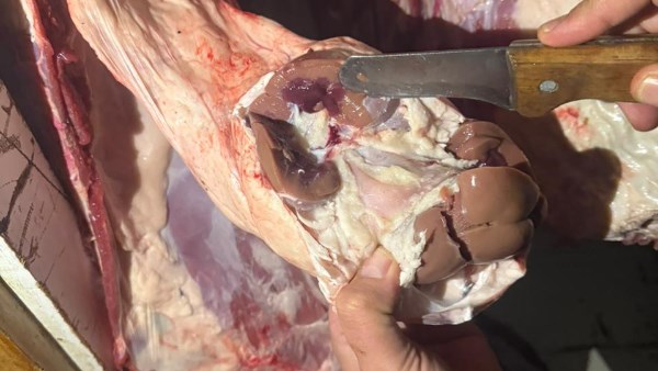 ضبط لحوم منتتهية الصلاحية بالغربية 