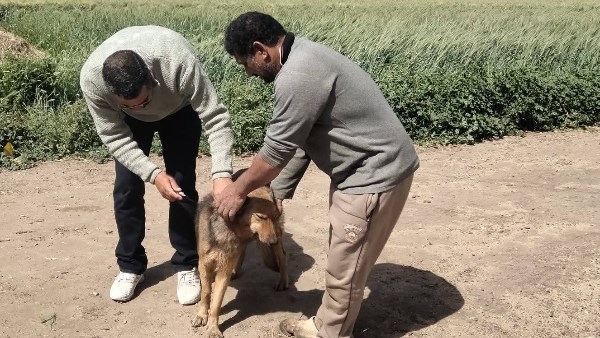 تحصين الكلاب الحرة