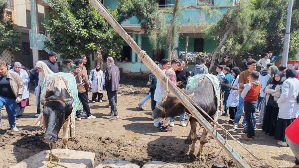 قافلة بيطرية في كفر الشيخ 