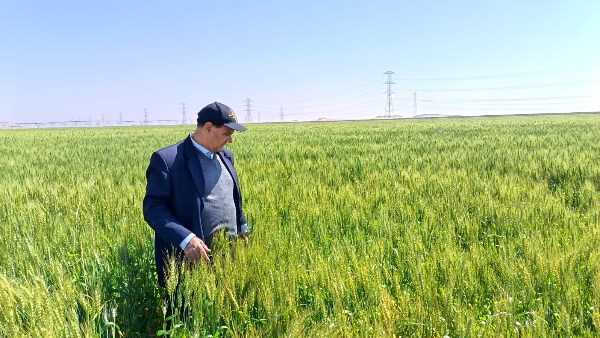 جولة ميدانية في زراعات القمح 