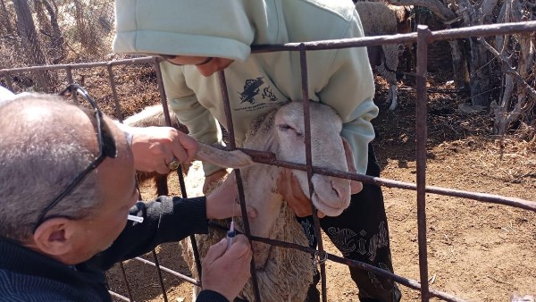 البحوث البيطرية