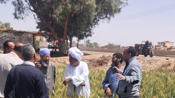 زراعة القطن