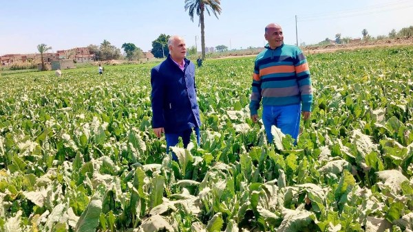 جهود ميدانية