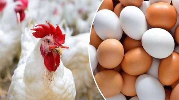 ارتفعت 6 جنيهات.. أسعار الدواجن اليوم الاثنين 12 رمضان