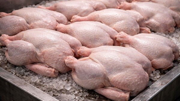 اسعار الفراخ اليوم