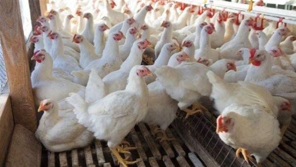 أسعار الفراخ اليوم