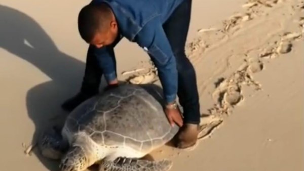 السلحفاة البحرية 