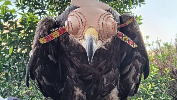 حملات رقابية علي الاسواق 