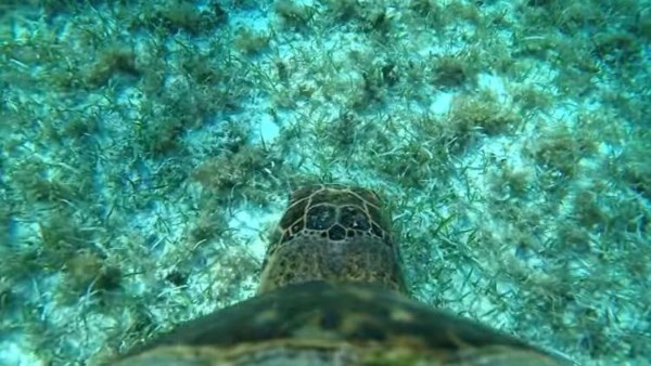 سلحفاة بحرية