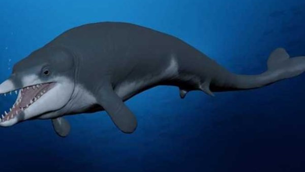 الحيتان القاتلة