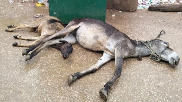 الدواب النافقة