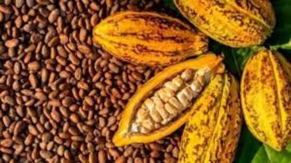 في مواجهة الأزمة.. كوت ديفوار تخفض سعر الكاكاو للمزارعين بنسبة 57%