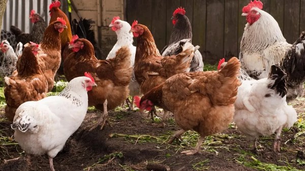 نزلت 30 جنيه|  أسعار الدواجن اليوم الإثنين 30 مارس 2026 