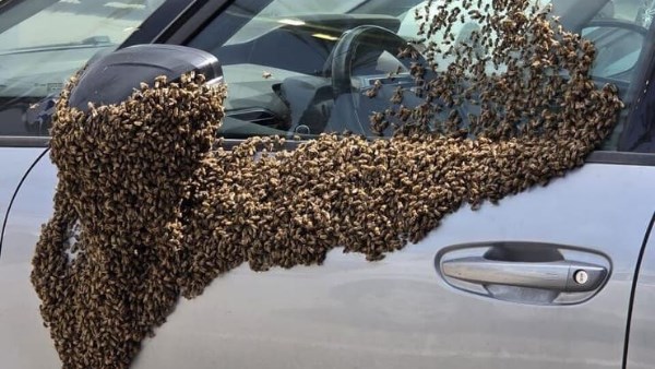 أسراب من النحا تجتاح مركزاً تجارياً وتنتشر في مستوطنة نيتيفوت