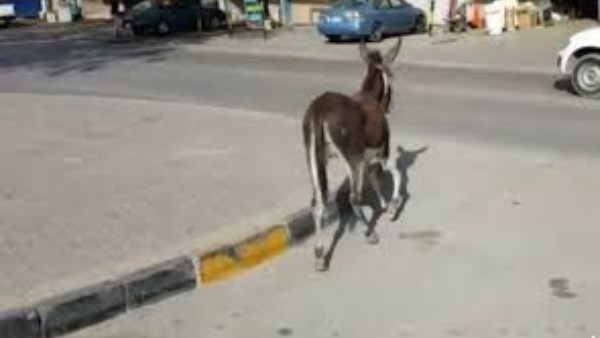 حمار يعقر مواطنين 