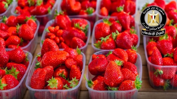 فراولة.. أرشيفية