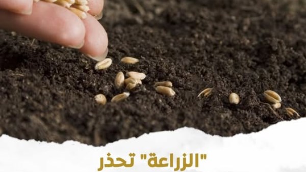 إعلانات التقاوي الوهمية