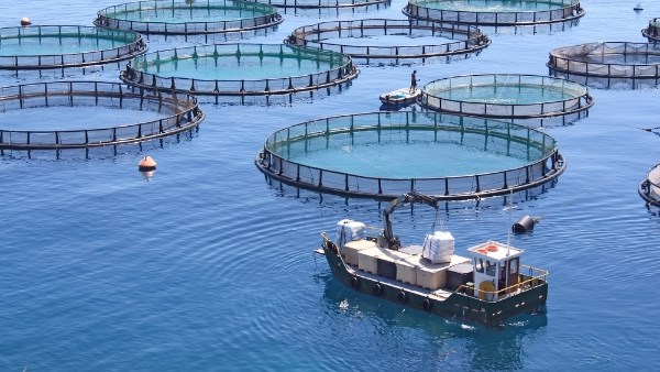 عُمان تطرح حزمة فرص استثماريّة في قطاع الأمن الغذائي