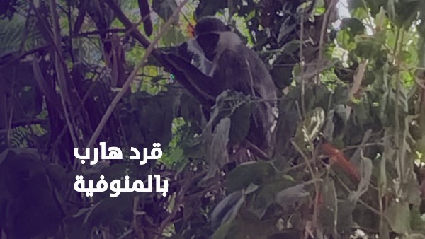 القرد لولو الهارب