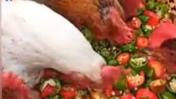 فيديو يثير الجدل..«كارثة في بيوت المصريين».. وجبة للفراخ يعتقدون أنها تزيد البيض والحقيقة صادمة 