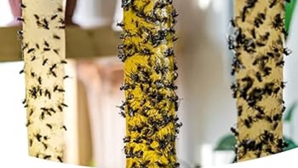 لاصق الذباب 