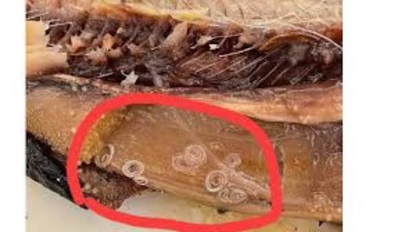 قبل شم النسيم..علامات تكشف الرنجة الفاسدة