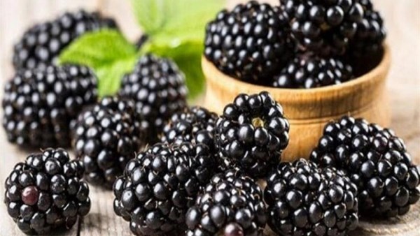 سر لـ مرضى ADHD.. ماذا يفعل التوت الاسود فى المخ؟