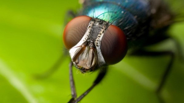 لماذا خلق الذباب وكيف نتعلم منه الصبر؟