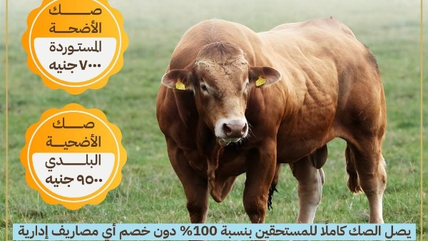 مفاجأة قبل العيد.. الأوقاف تطرح صك الأضحية بالتقسيط لأول مرة على 6 أشهر