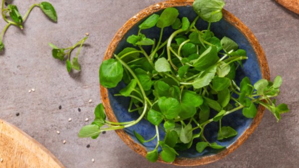 لماذا يعتبر الجرجير المائي أكثر الخضروات صحة؟