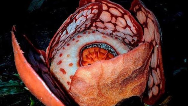 لحظة مؤثرة بعد العثور على الزهرة النادرة