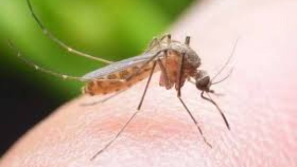 الناموس والذباب