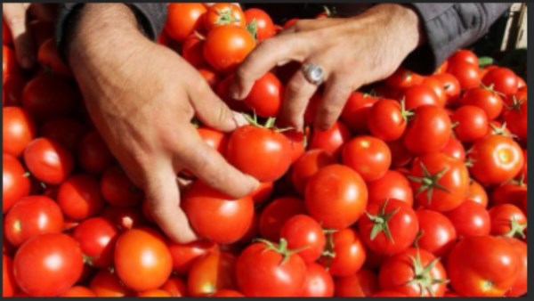 بعد ارتفاع الطماطم.. الدولة توفر السلع بأسعار مناسبة وتمنح الدعم الإضافي| تفاصيل