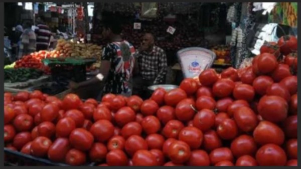 انفراجة مرتقبة في أسعار الطماطم وتراجع تدريجي| ورئيس شعبة الخضراوات يكشف السبب