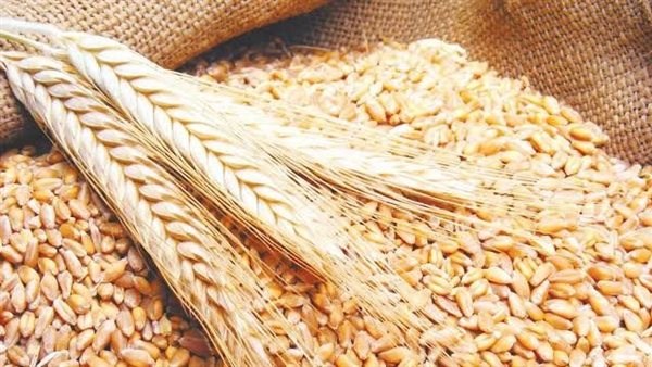 3560 طن قمح بأسيوط حتى الآن.. التوريد مستمر عبر 28 موقعا حتى 15 أغسطس|تفاصيل