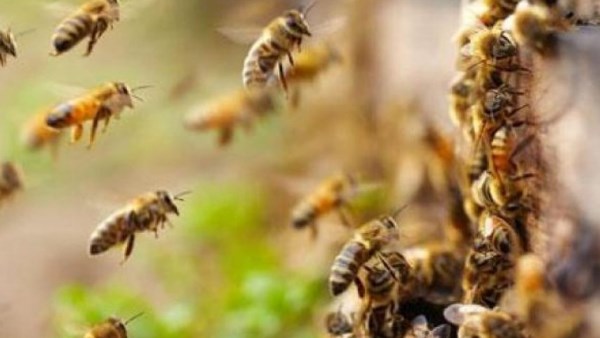 أسراب النحل