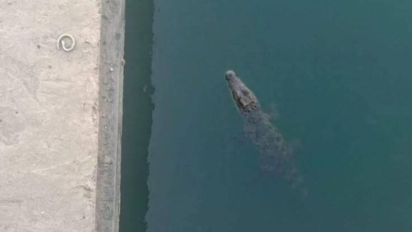  ظهور تمساح في المنوفية