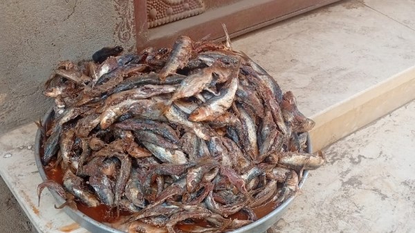 حملات مكثفة في المنوفية 