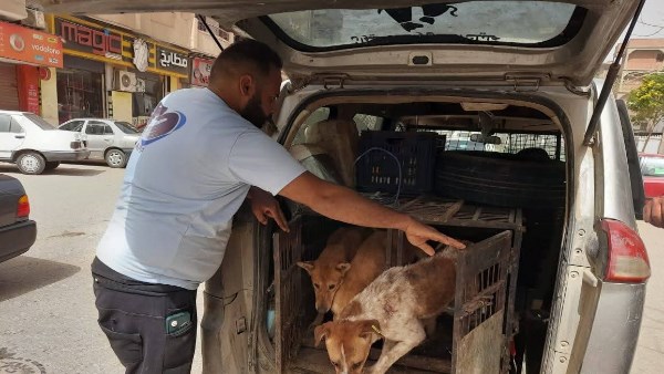 تطعيم الكلاب الضالة