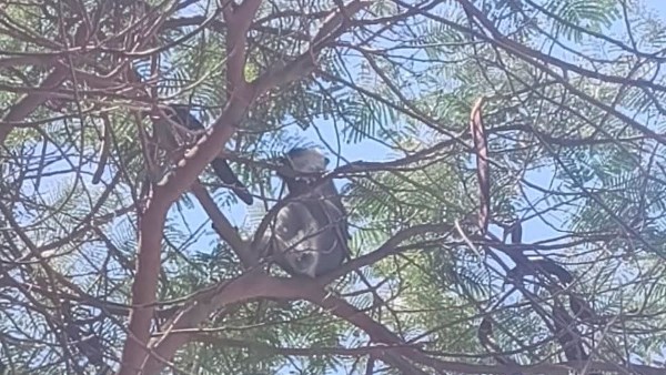 هروب قرد في المنوفية