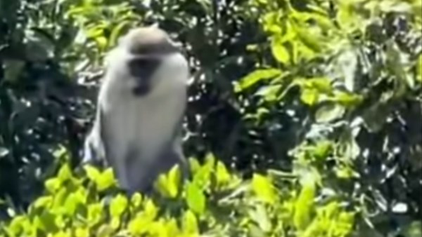 نسناس المنوفية