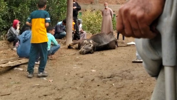 نفوق جموسة في الفيوم