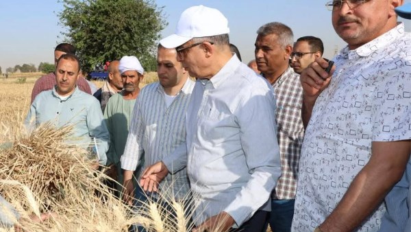 محصول القمح 