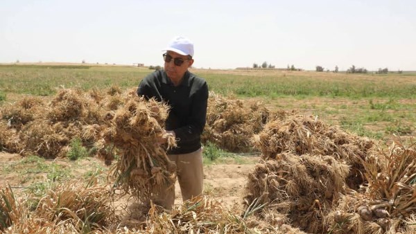 محافظ المنيا يشهد حصاد «الثوم» ببلنصورة ويوجه بتوفير وسائل نقل آمنة للمزارعين