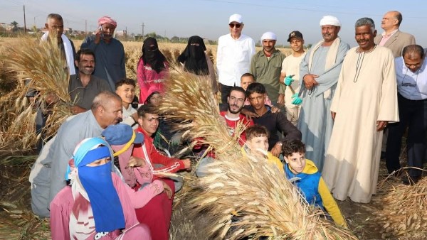 تجهيز القمح 