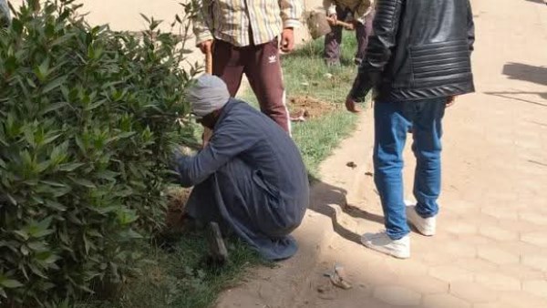 زراعة شتلات بالمنيا 