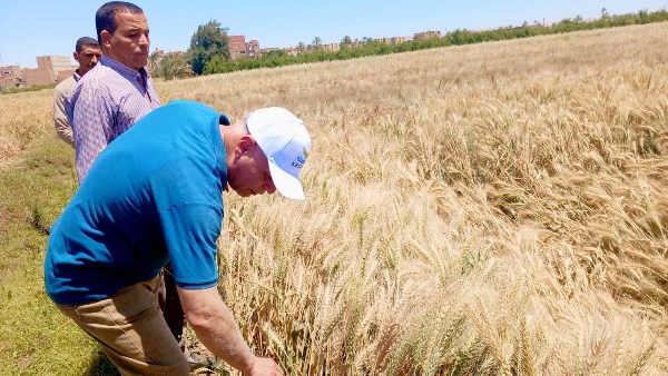 محافظ أسيوط يؤكد دعم المزارعين جولة ميدانية لقيادات الزراعة بصدفا تشمل المزرعة الإرشادية وحقول القمح