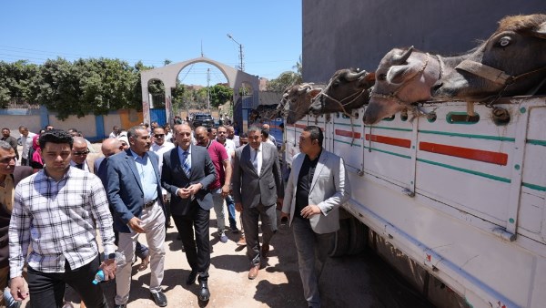 محافظ أسيوط يسلم 28 رأس ماشية للأسر الأولى بالرعاية بمركز البداري ضمن مشروع "البيوجاز" وإنتاج السماد العضوي