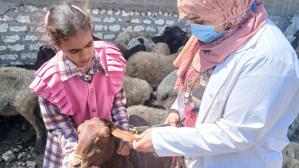 تحصين 134 ألف رأس ماشية بأسيوط 